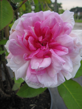 Rosa Blairii II